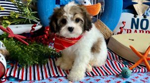 cavachon breed overview