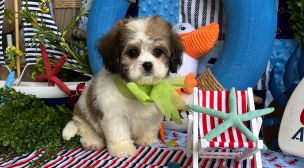 young cavachon puppy close-up