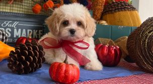cavachon puppies with home training