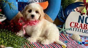 cavachon puppies for new owners