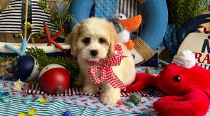 cavachon puppy quality breeding