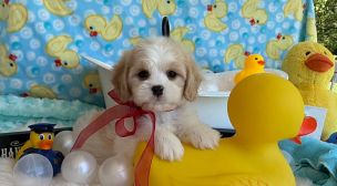 calm cavachon puppy resting peacefully