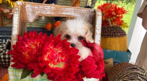 cavachon puppy for sale from breeder