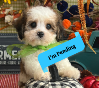 cavachon puppy for adoption