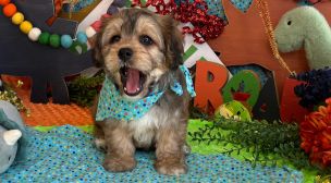cavachon puppy quality assurance