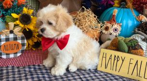 cavachon puppy with excellent pedigree