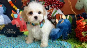 sweet cavachon puppy for sale
