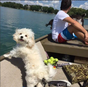 cavachon dog showing personality