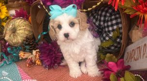cavachon puppy information