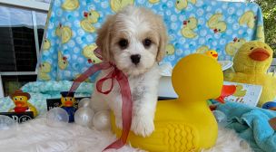 cavachon breed puppy available