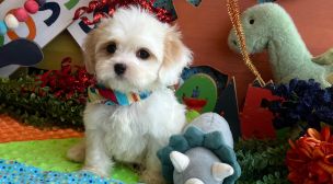 cavachon dog breed profile