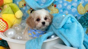 cavachon puppy details