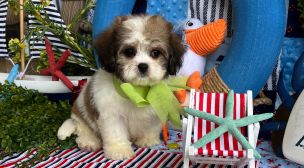 cavachon puppy featured by ethical breeder