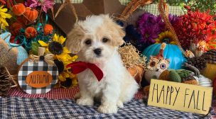 cavachon puppy quality assurance