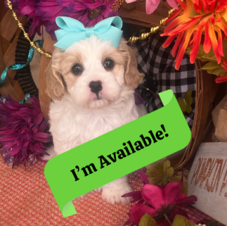 cavachon dog breed information