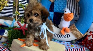 cavachon dog breed puppies