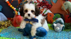 calm cavachon puppy resting indoors