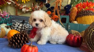 cavachon puppies for sale listing
