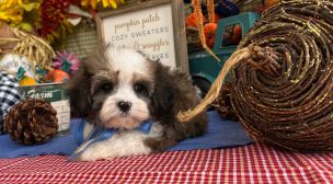 cavachon puppies with personality