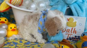 adopt a cavachon puppy