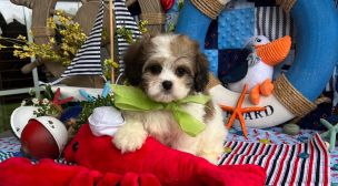 cavachon puppy looking for forever home