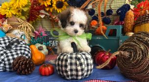 adorable cavachon puppies