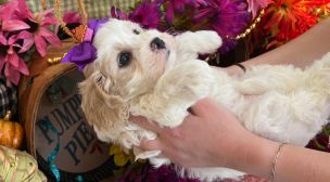 adorable cavachon puppies