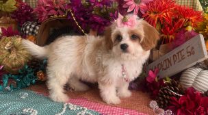 cavachon puppy for sale from breeder