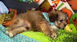 cavachon puppies raised in-home