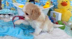 cavachon breed puppy from reputable breeder