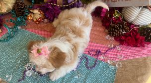 affectionate cavachon puppy