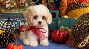 reputable cavachon puppy breeder