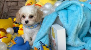 sweet cavachon puppy with expressive face