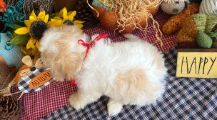 cavachon dog breed characteristics