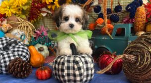 cavachon puppies for new owners