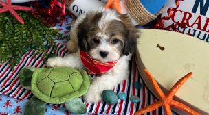 cavachon puppy ready adopted