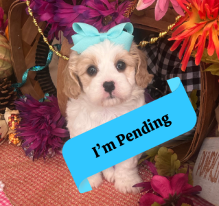 cavachon dog breed information