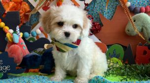 cavachon puppies for loving homes