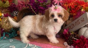 cavachon puppies looking for forever homes