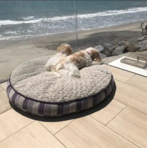 cavachon breed appearance