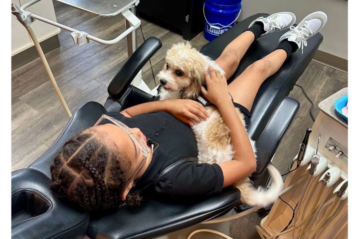 cavachon therapy dog