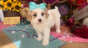 family-raised cavachon puppy