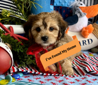 cavachon puppy bred for temperament and health