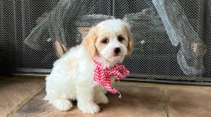 cavachon puppies looking for forever homes