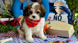 cavachon puppy raised with care