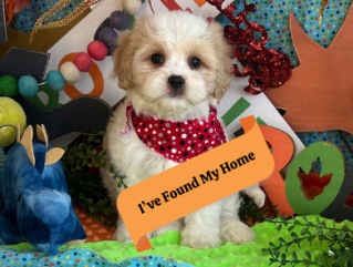 cavachon puppy for sale