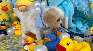 well-socialized cavachon puppy