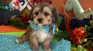 cavachon dog breed puppy photo