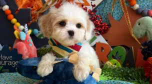 cavachon puppy with soft coat