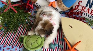 trusted cavachon breeder puppy